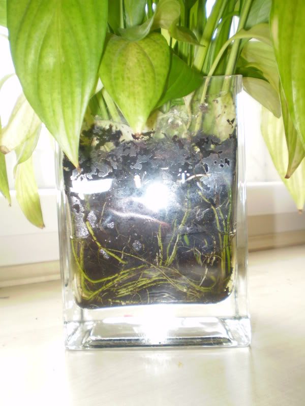 spathiphyllum leaves turn yellow causes