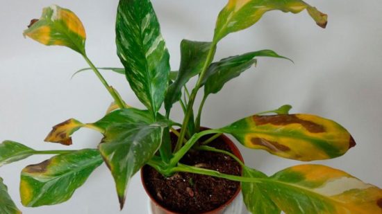 Yellow-brown spots on the leaves of spathiphyllum