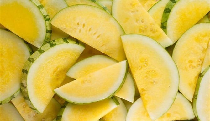 Hybridy žlutých melounů