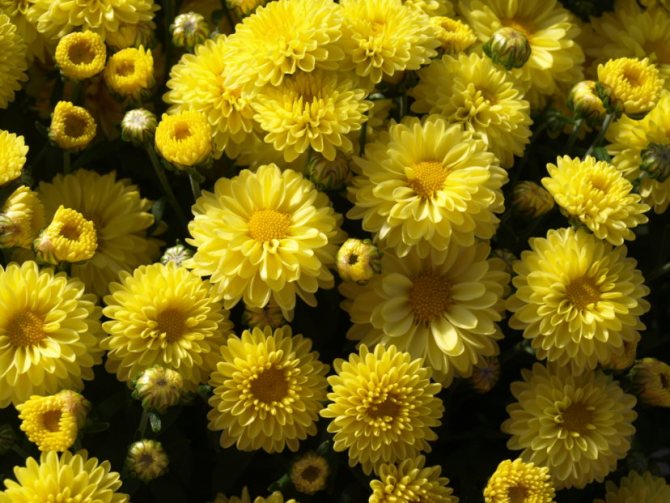 Жълти хризантеми