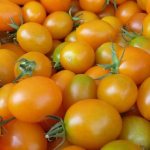 Gula och orange sorter av tomater - egenskaper, beskrivning, foto