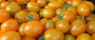 Gula och orange sorter av tomater - egenskaper, beskrivning, foto
