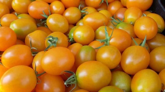 أصناف الطماطم الصفراء والبرتقالية - الخصائص والوصف والصورة