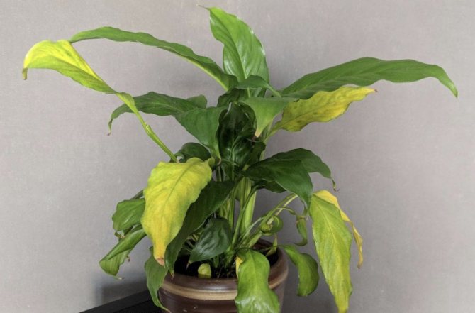 Yellow leaves of spathiphyllum