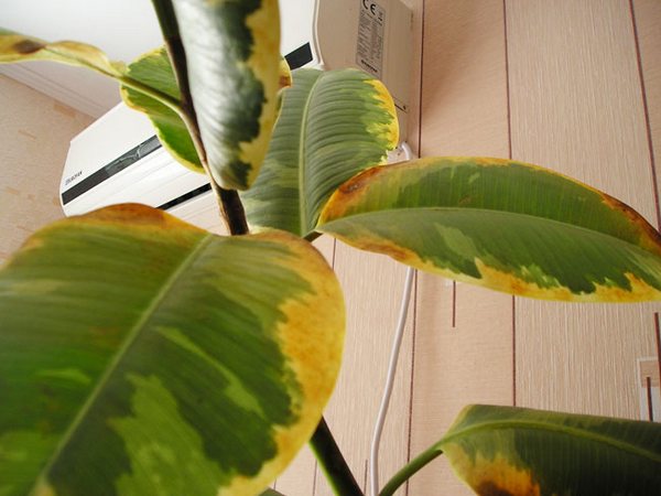 Жълти листа от фикус