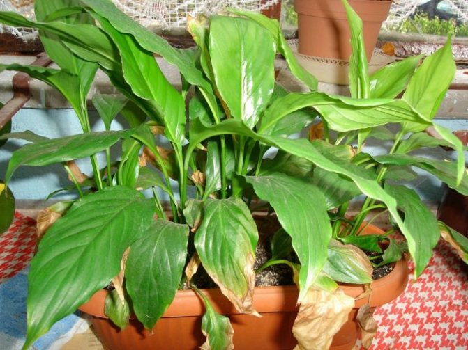 Yellow leaves of spathiphyllum