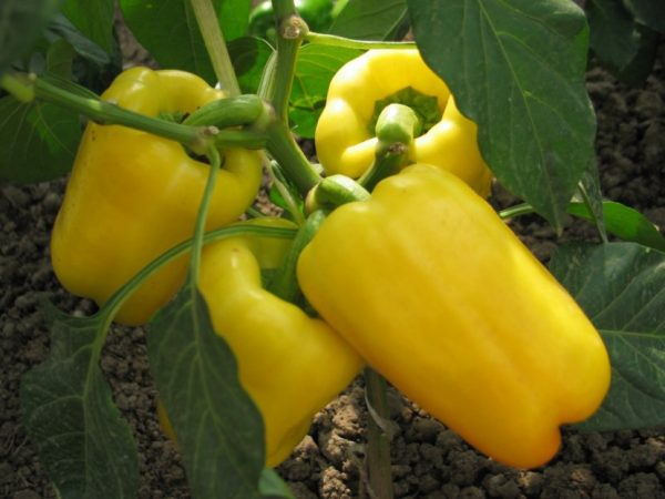 Yellow peppers ripen in groups
