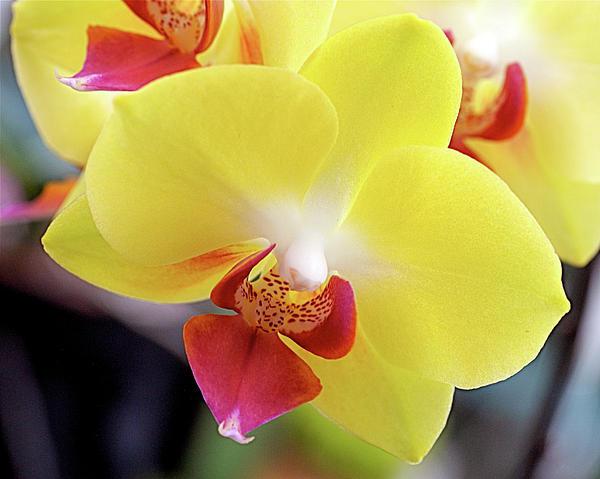 Tompok kuning pada daun orkid