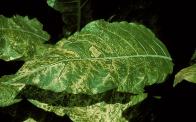 yellow spots on tobacco leaves