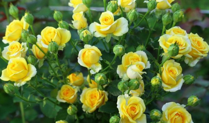 Жълти рози