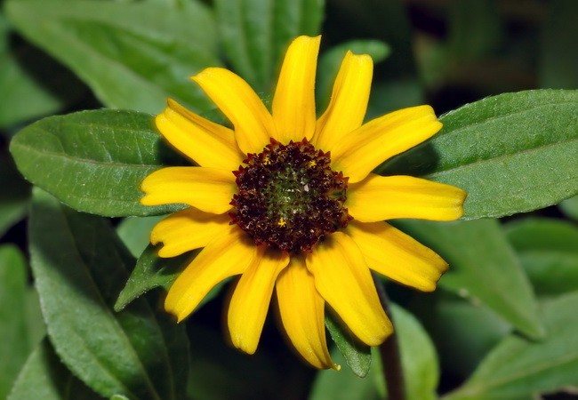 Yellow sanvitalia flower