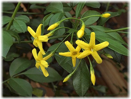Yellow, or shrub