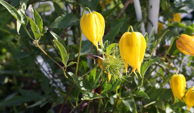 yellow clematis