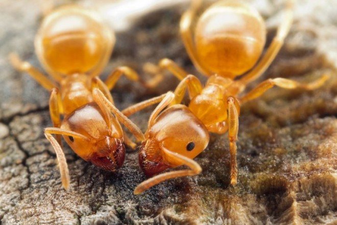 Žlutí mravenci