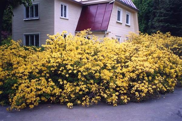 žlutý rododendron