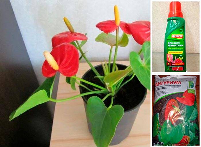 liquid and dry fertilizers for flowers