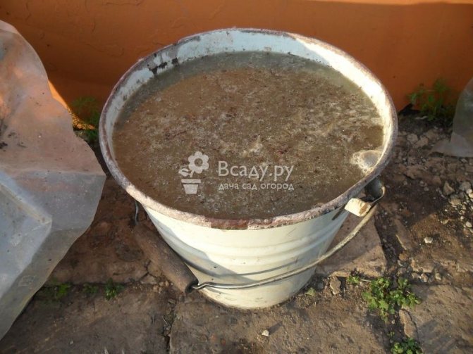 Liquid humus to prepare the soil for growing watermelons