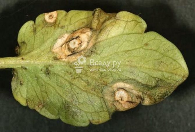 Honeysuckle, diseases - photos of ramulariasis