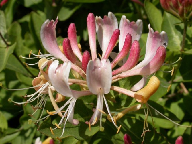 Honeysuckle decorative curly planting and care. Decorative honeysuckle honeysuckle.