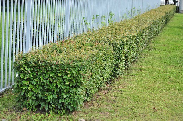 Hawthorn hedge