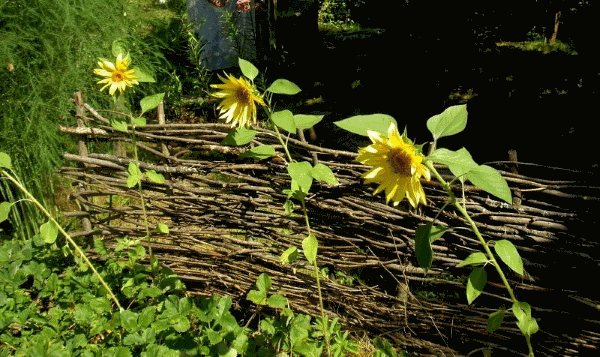 Sunflower hedge