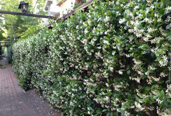 Jasmine hedge
