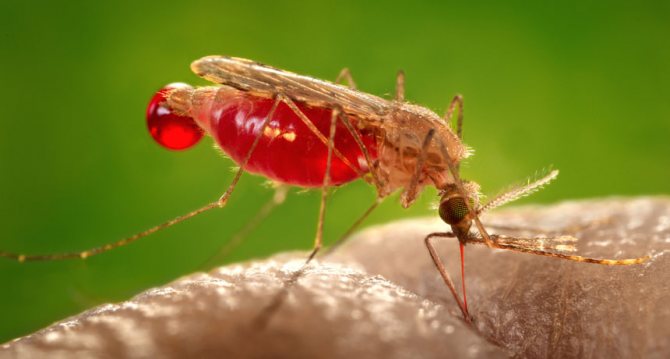 țânțarul trăiește