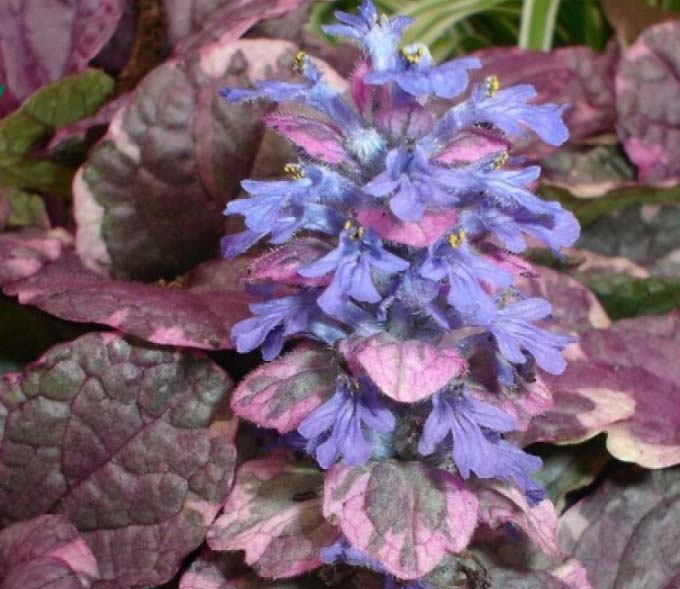 Tenacious Burgundy Glow - the color of the leaf of this variety cannot be found in any other plant
