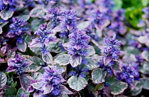 Tenacious is an ideal ornamental plant, very often used in landscape design