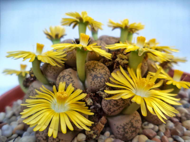 Batu hidup cara hidup menjaga succulents di rumah Pembiakan oleh biji Foto bunga