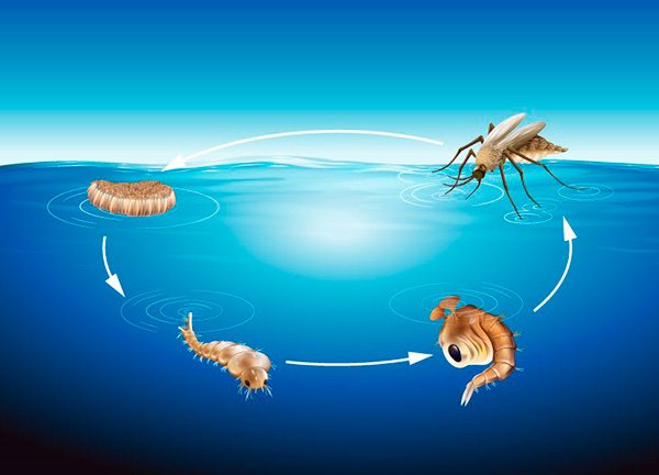 Ciclul de viață al țânțarilor