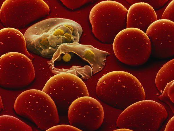 livscykel för malaria plasmodium