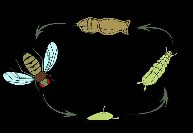 Fly životní cyklus