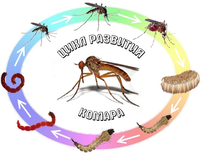 cykl życiowy owadów