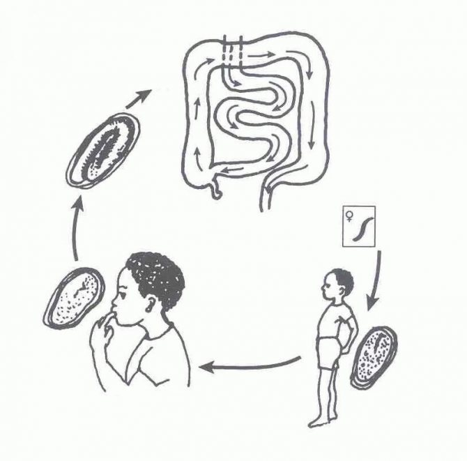 životní cyklus pinworm