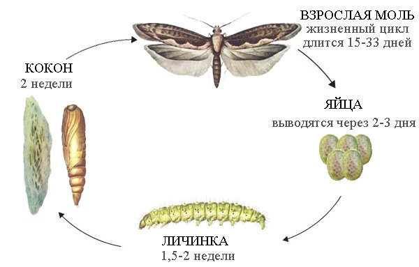 Development life cycle of a cabbage moth
