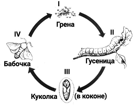Silkworm life cycle