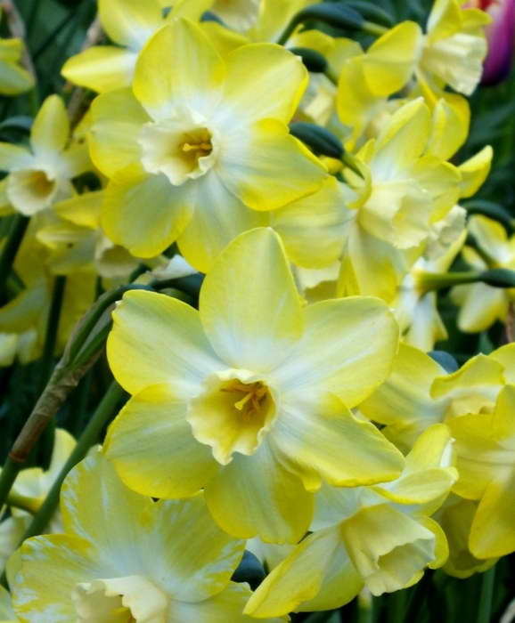 Jonquils påskliljasort Narcissus Pipit-foto