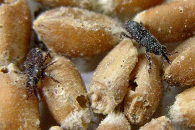 Bugs on cereal grains