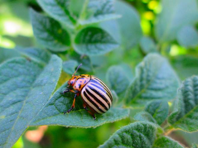 colorado beetle