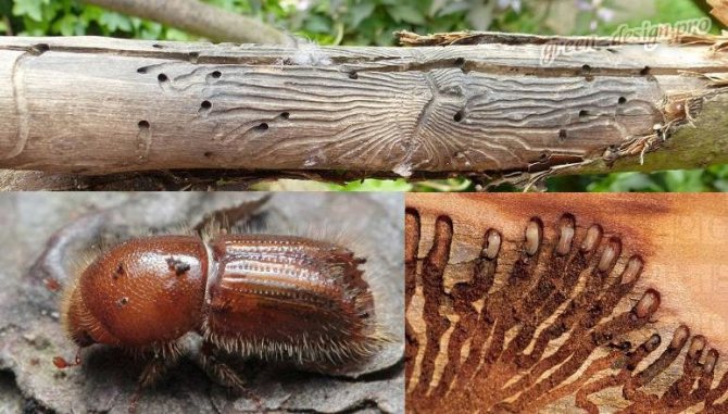Kumbang kulit kayu