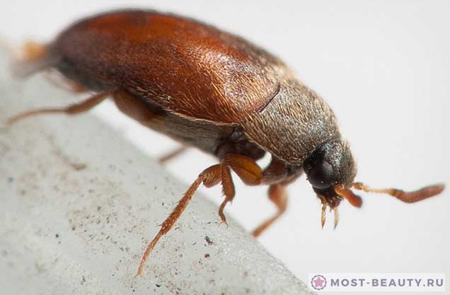 Beetle-skinned