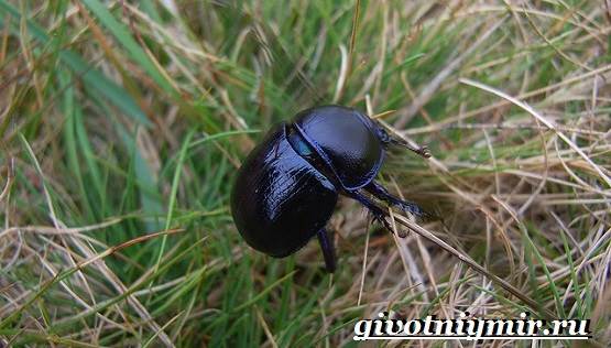 Beetle-dung-beetle-lifestyle-at-tirahan-8