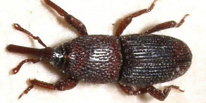 Fakta menarik kumbang badak