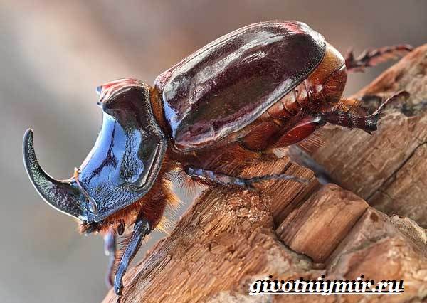 Rhino-beetle-lifestyle-and-habitat-rhino-beetle-1