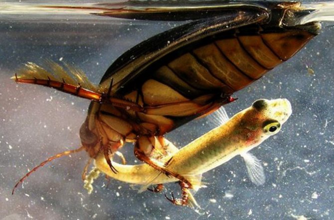 Воден хищник на бръмбари