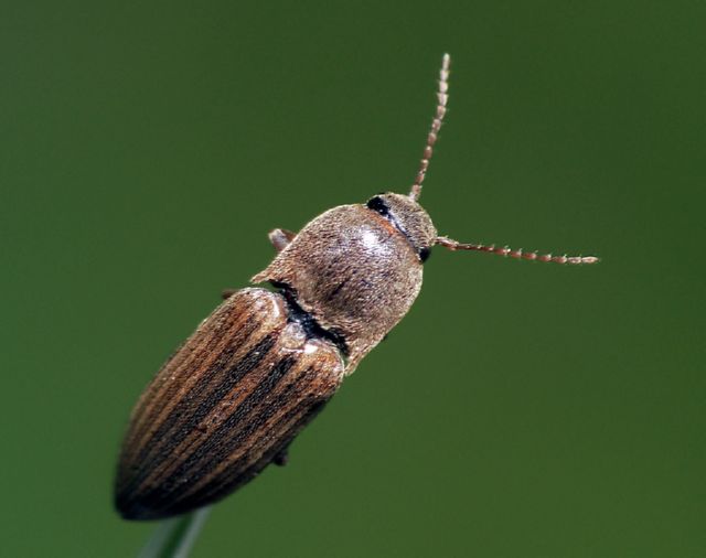 Beetle na may guhit na pulang-itim