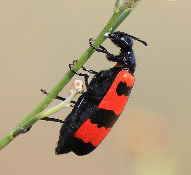 Beetle with red back and black dots