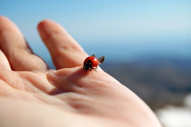 Der Käfer sitzt auf der Hand
