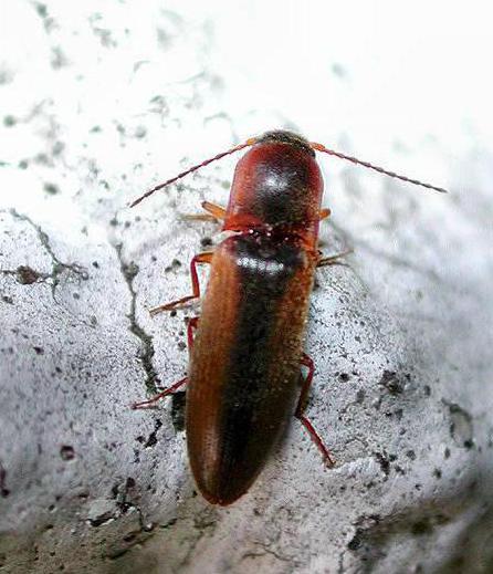 Clicker beetle kung paano mapupuksa
